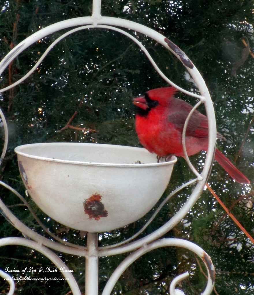winter cardinal https://ourfairfieldhomeandgarden.com/winter-birds-our-fairfield-home-garden/