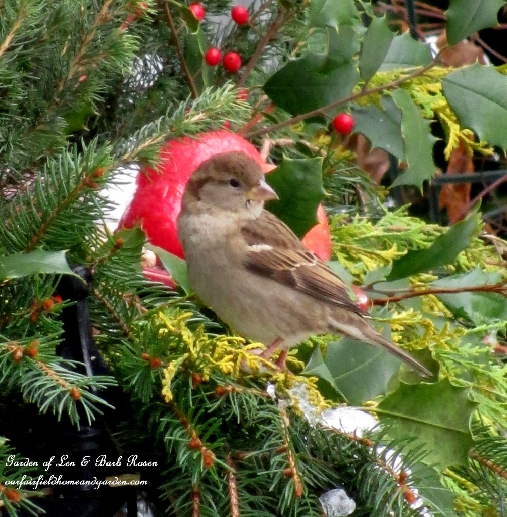 feeding House Sparrow https://ourfairfieldhomeandgarden.com/winter-birds-our-fairfield-home-garden/