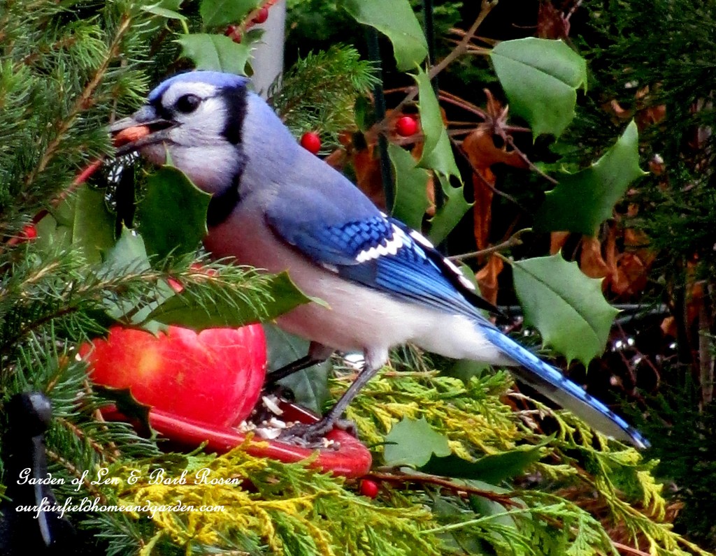 Blue Jay eating a peanut https://ourfairfieldhomeandgarden.com/winter-birds-our-fairfield-home-garden/