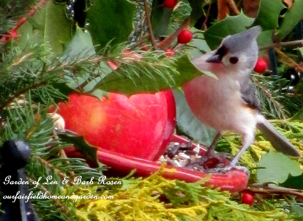 Tufted Titmouse having breakfast https://ourfairfieldhomeandgarden.com/winter-birds-our-fairfield-home-garden/