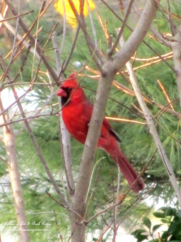 Cardinal waiting for the feeder https://ourfairfieldhomeandgarden.com/winter-birds-our-fairfield-home-garden/