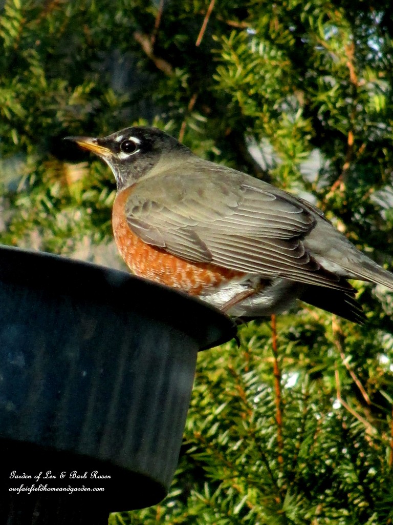 American Robin getting a drink https://ourfairfieldhomeandgarden.com/winter-birds-our-fairfield-home-garden/