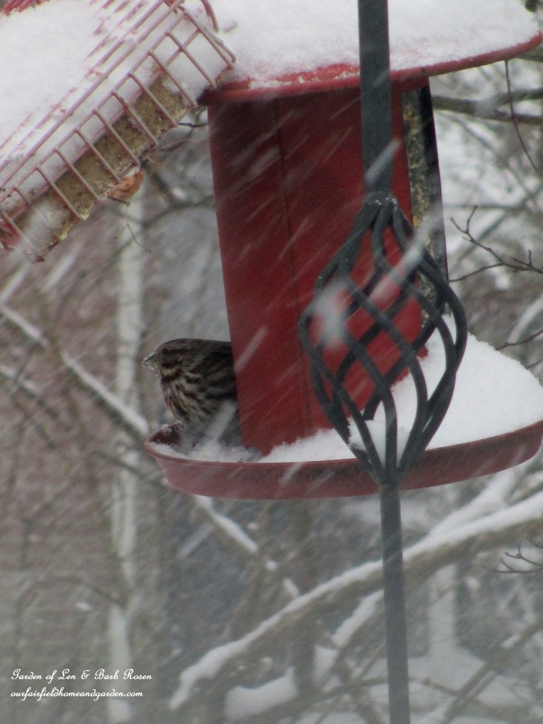 birdfeeder during a snow https://ourfairfieldhomeandgarden.com/winter-birds-our-fairfield-home-garden/