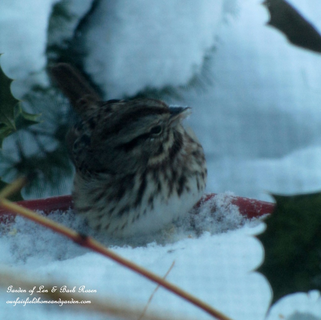 snowy dinner https://ourfairfieldhomeandgarden.com/winter-birds-our-fairfield-home-garden/