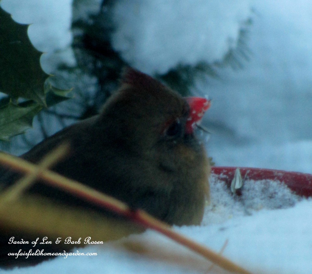 Female Cardinal https://ourfairfieldhomeandgarden.com/winter-birds-our-fairfield-home-garden/