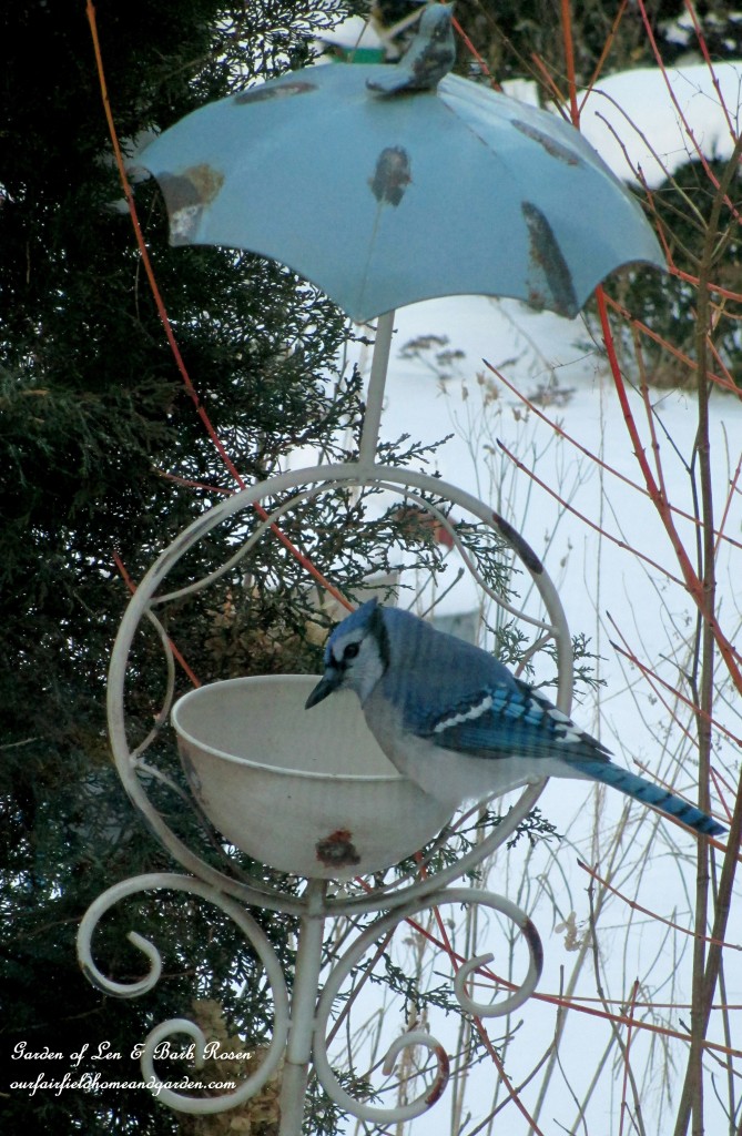 Male Blue Jay https://ourfairfieldhomeandgarden.com/winter-birds-our-fairfield-home-garden/