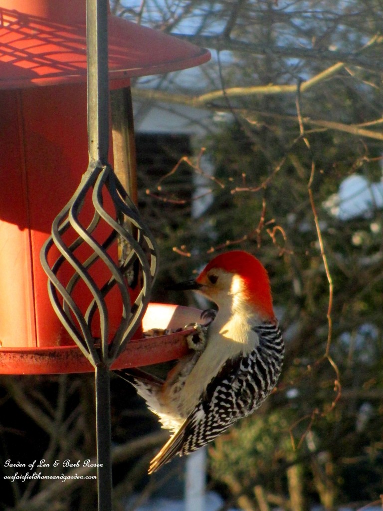 Red-Bellied Woodpecker https://ourfairfieldhomeandgarden.com/winter-birds-our-fairfield-home-garden/