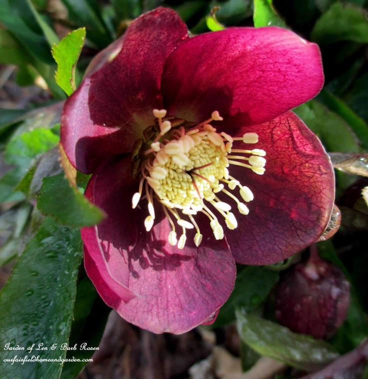 Hellebores https://ourfairfieldhomeandgarden.com/spring-fever/
