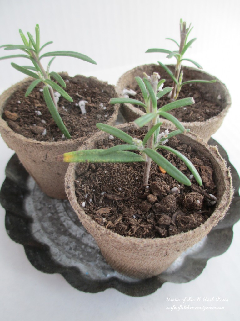 rosemary cuttings https://ourfairfieldhomeandgarden.com/an-ode-to-rosemary-my-favorite-herb/
