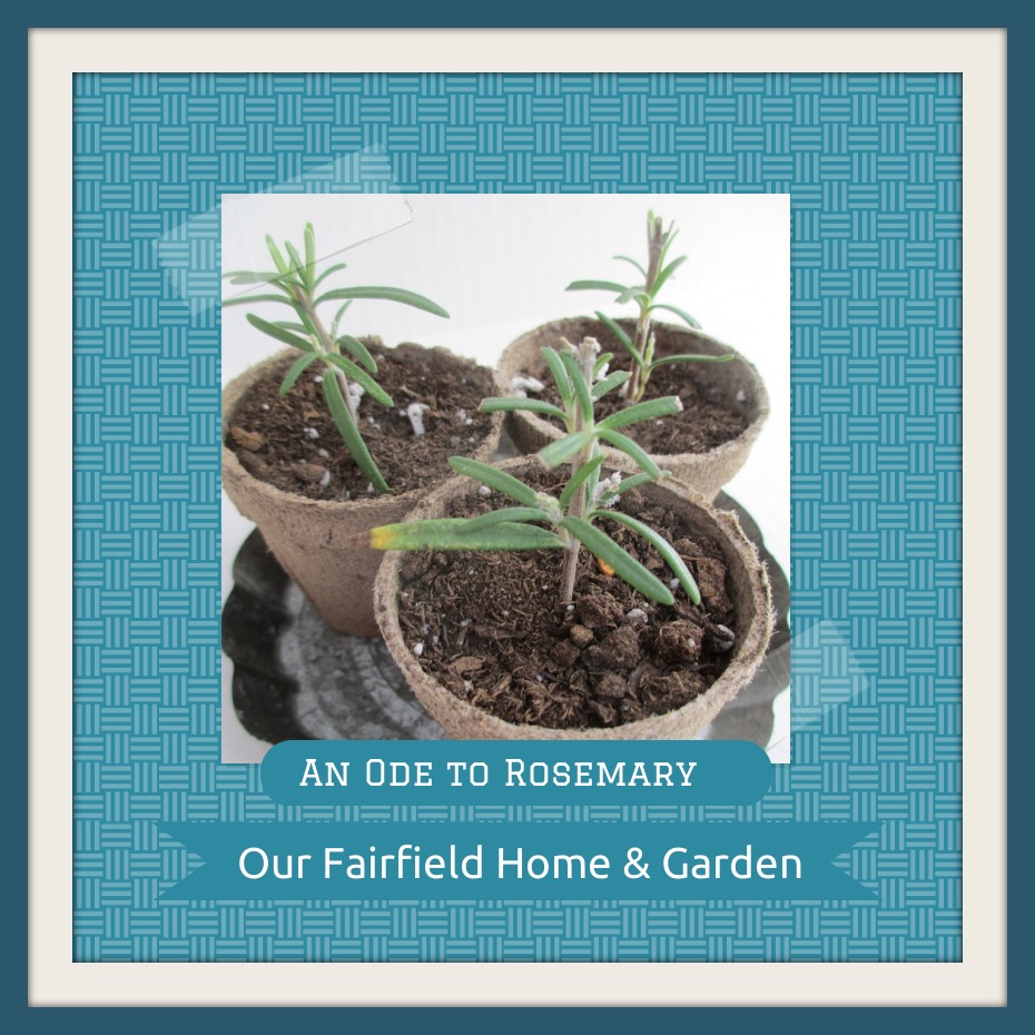 Rosemary https://ourfairfieldhomeandgarden.com/an-ode-to-rosemary-my-favorite-herb/