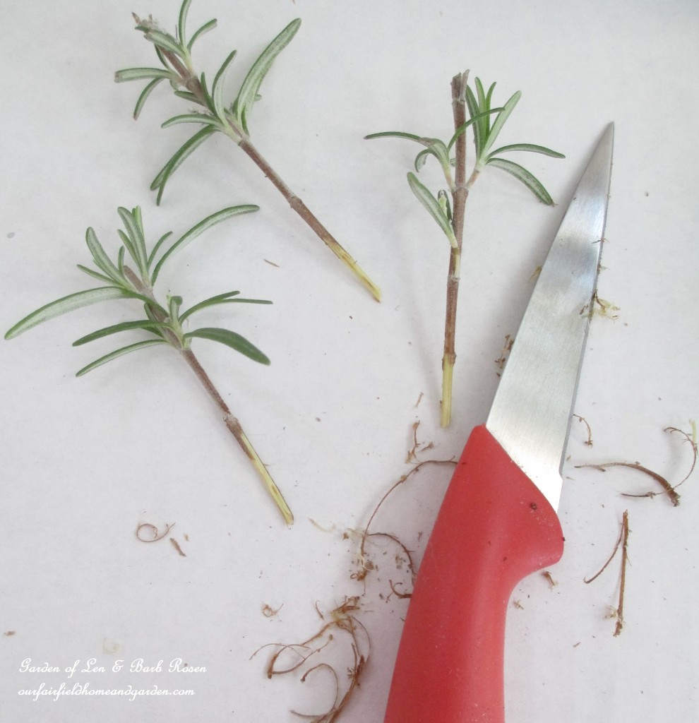 Rosemary rosemary cuttings https://ourfairfieldhomeandgarden.com/an-ode-to-rosemary-my-favorite-herb/