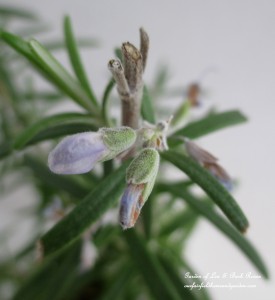 Rosemary https://ourfairfieldhomeandgarden.com/an-ode-to-rosemary-my-favorite-herb/