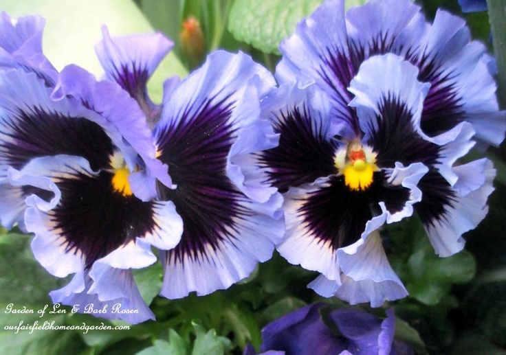 ruffled purple pansies https://ourfairfieldhomeandgarden.com/spring-fever/
