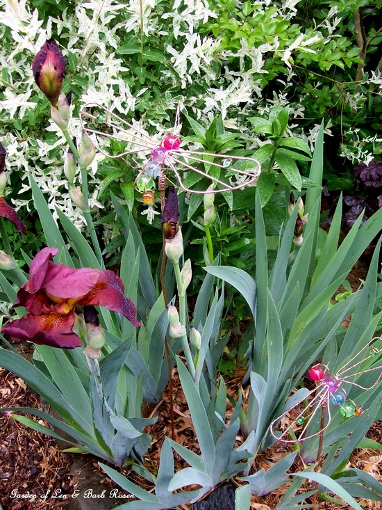 Burgundy Iris https://ourfairfieldhomeandgarden.com/spring-fever/