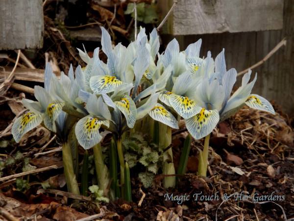 dwarf iris https://www.facebook.com/MagicTouch.HerGardens