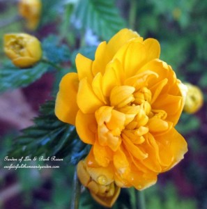 Spring Blooms https://ourfairfieldhomeandgarden.com/april-18th-whats-blooming-today/