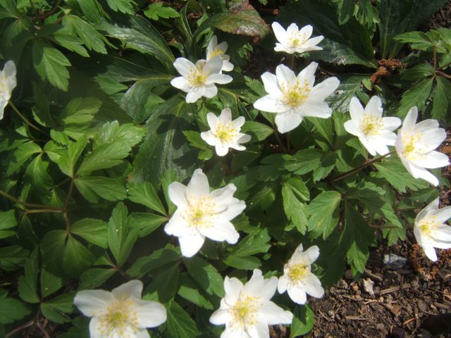 spring blooms http://sensiblegardening.com/spring-blooms/