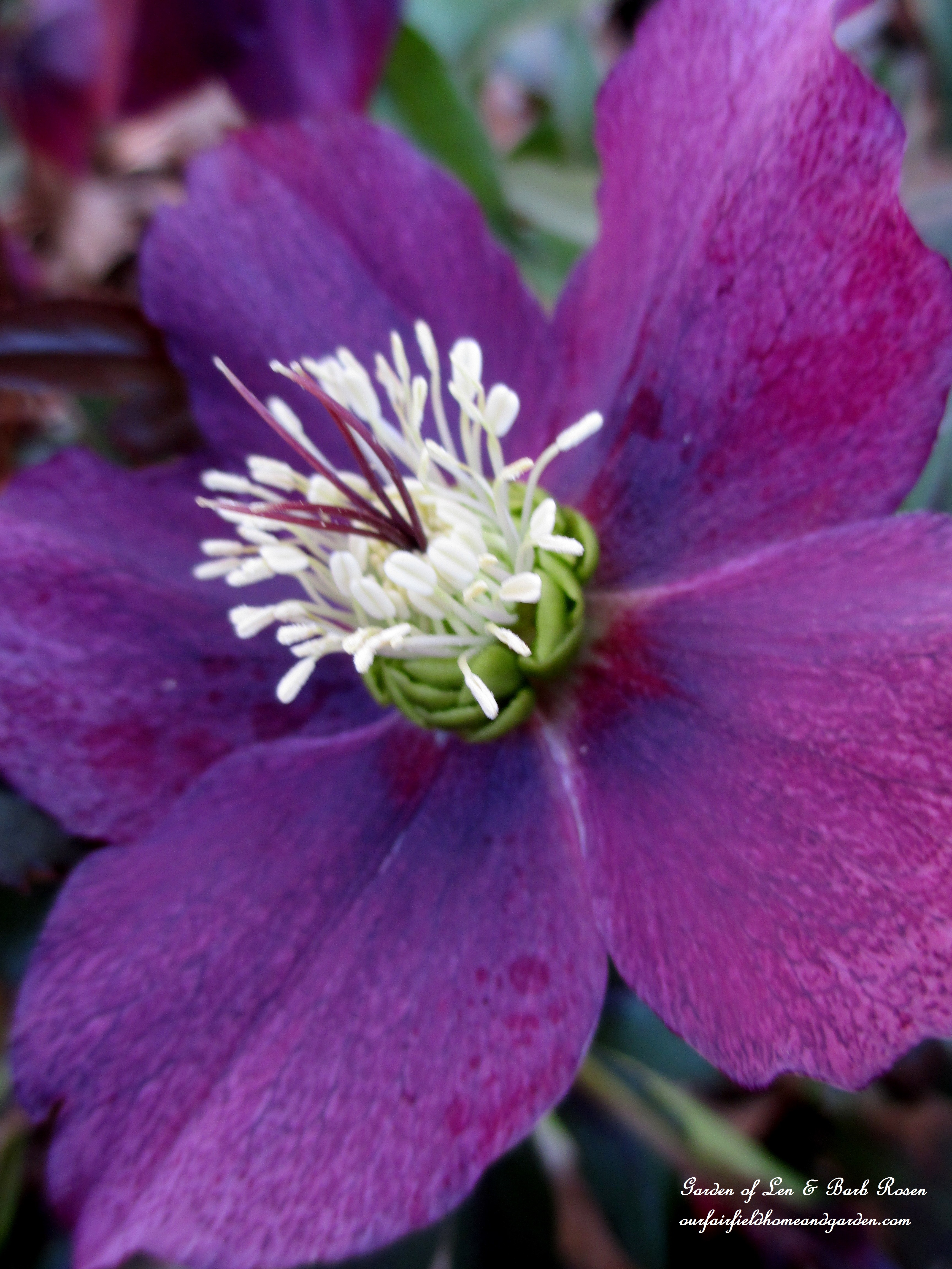 Hellebore https://ourfairfieldhomeandgarden.com/signs-of-spring-at-our-fairfield-home-garden/