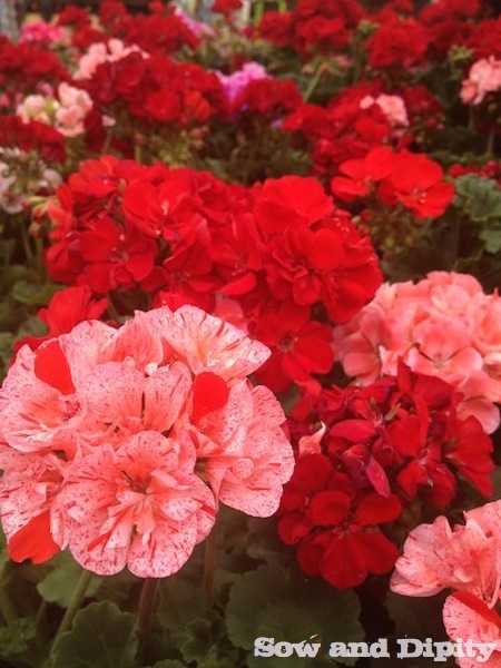 pelargoniums http://www.sowanddipity.com/geraniums-and-pelargoniums/