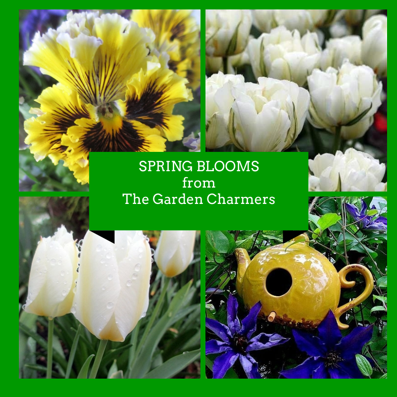 spring blooms https://ourfairfieldhomeandgarden.com/spring-blooms-a-bouquet-for-you-from-the-garden-charmers/