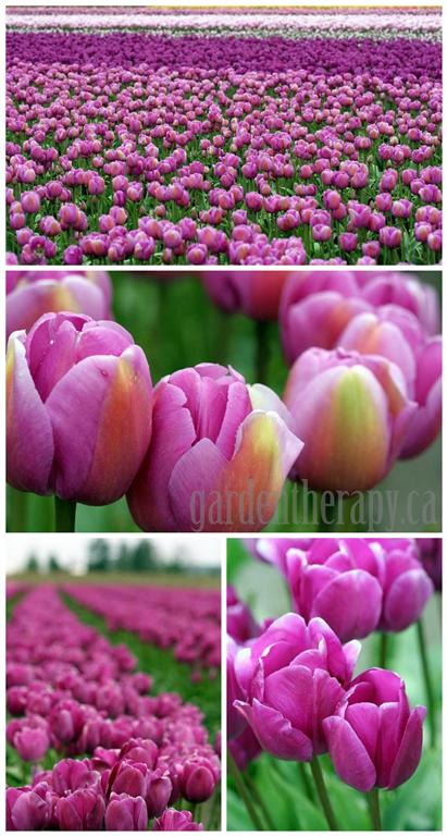 tulip festival http://gardentherapy.ca/skagit-tulip-festival-12/