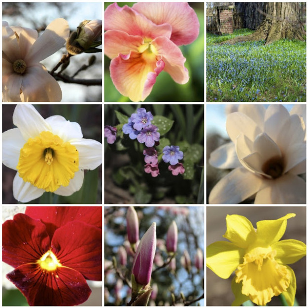 sprin blooms http://www.newhousenewhomenewlife.com/2012/03/whats-blooming-late-march.html