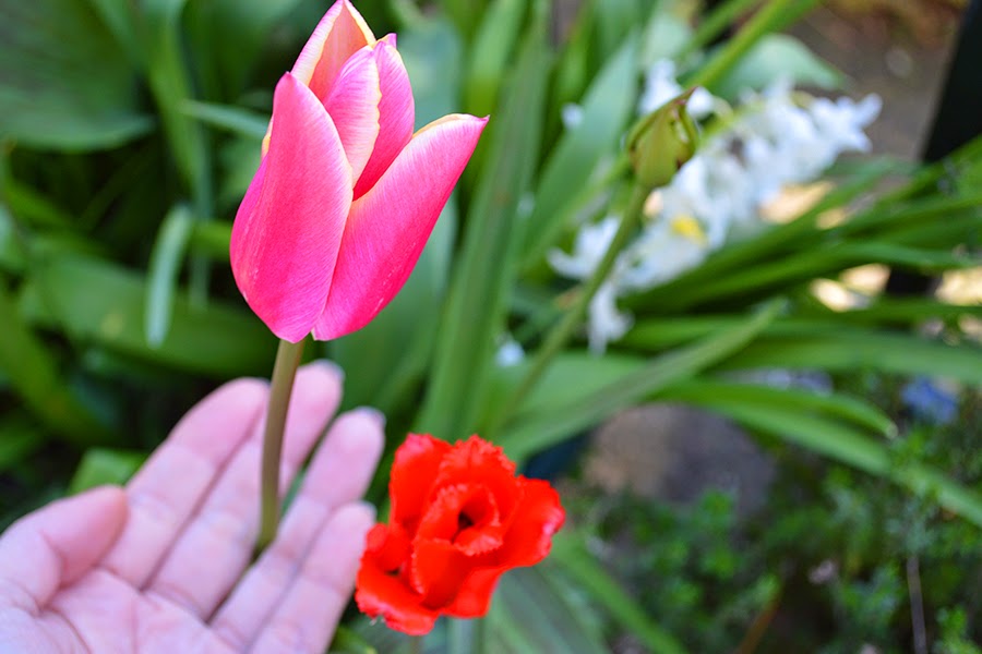 spring blooms http://www.lovelygreens.com/2014/04/happy-weekend_18.html