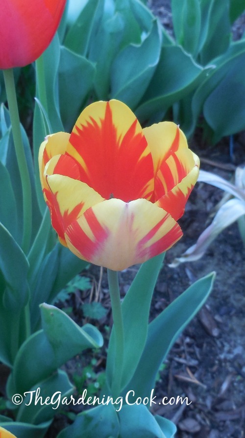 spring bulbs http://thegardeningcook.com/3-easy-bulbs-grow-early-spring/
