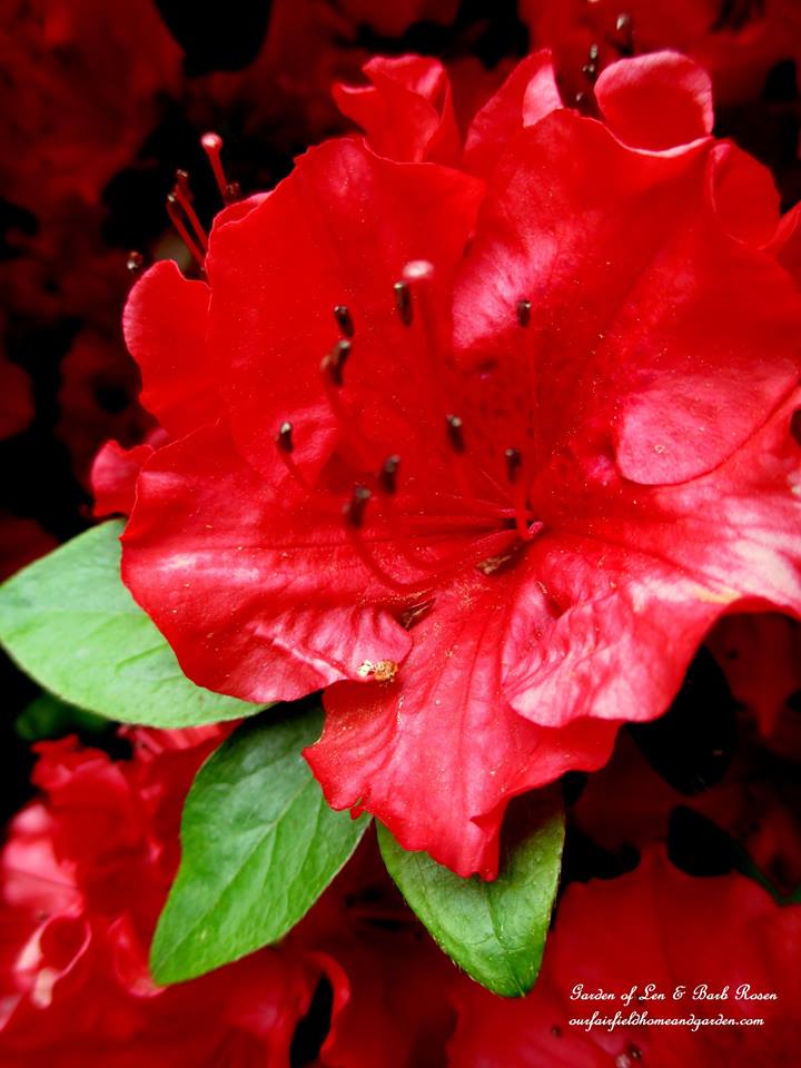 Red Azalea