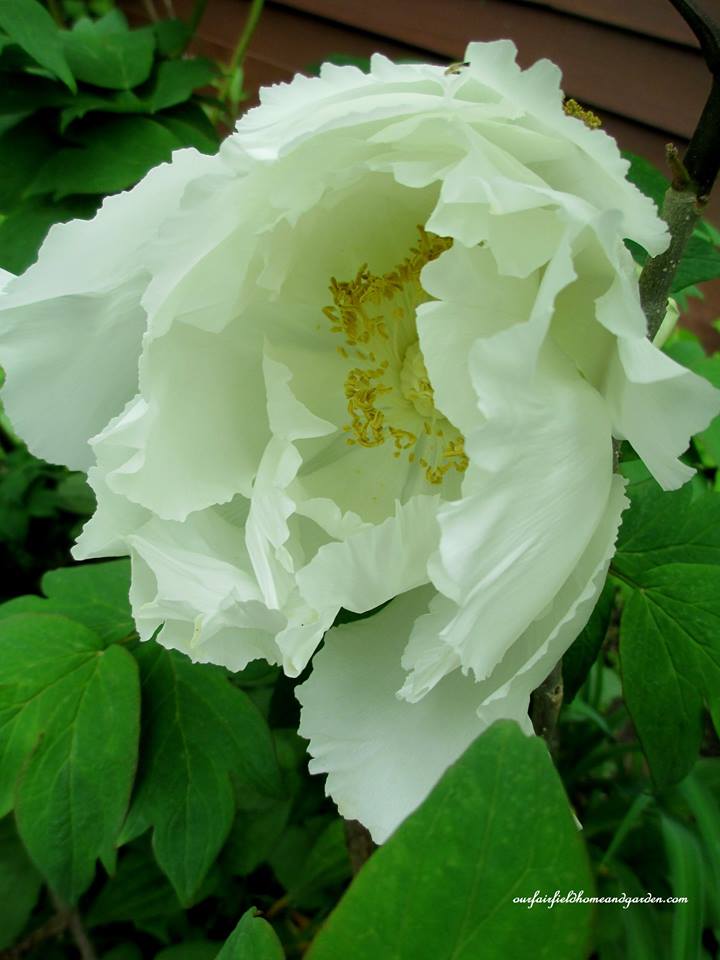 Tree Peony