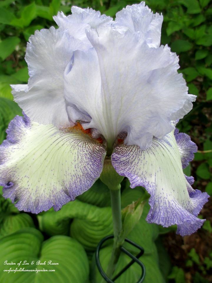 Iris Bloom