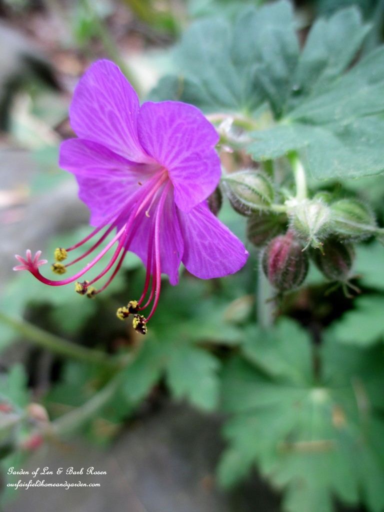 Bigroot Geranium