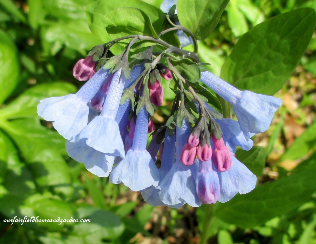 Virginia Bluebells https://ourfairfieldhomeandgarden.com/field-trip-mt-cuba-centers-10th-annual-wildflower-celebration/