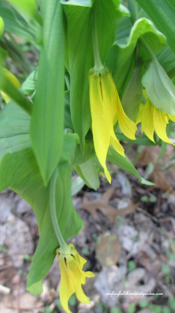Bellwort https://ourfairfieldhomeandgarden.com/field-trip-mt-cuba-centers-10th-annual-wildflower-celebration/