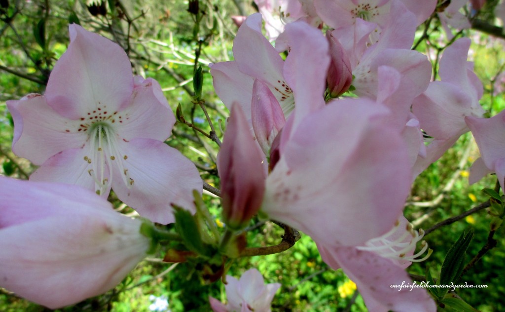 Native Azaleas https://ourfairfieldhomeandgarden.com/field-trip-mt-cuba-centers-10th-annual-wildflower-celebration/