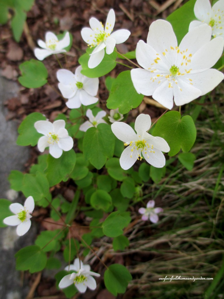 Rue-Anemone https://ourfairfieldhomeandgarden.com/field-trip-mt-cuba-centers-10th-annual-wildflower-celebration/