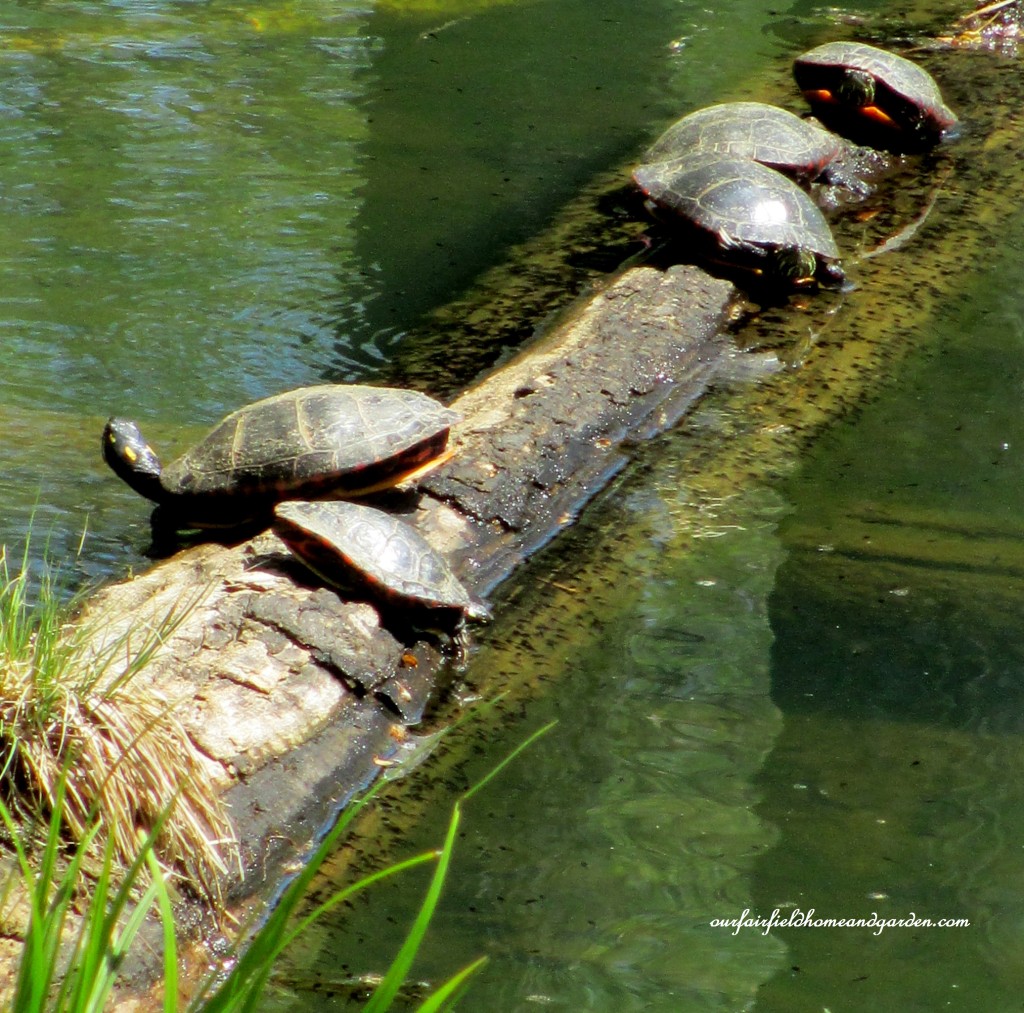 Turtles https://ourfairfieldhomeandgarden.com/field-trip-mt-cuba-centers-10th-annual-wildflower-celebration/