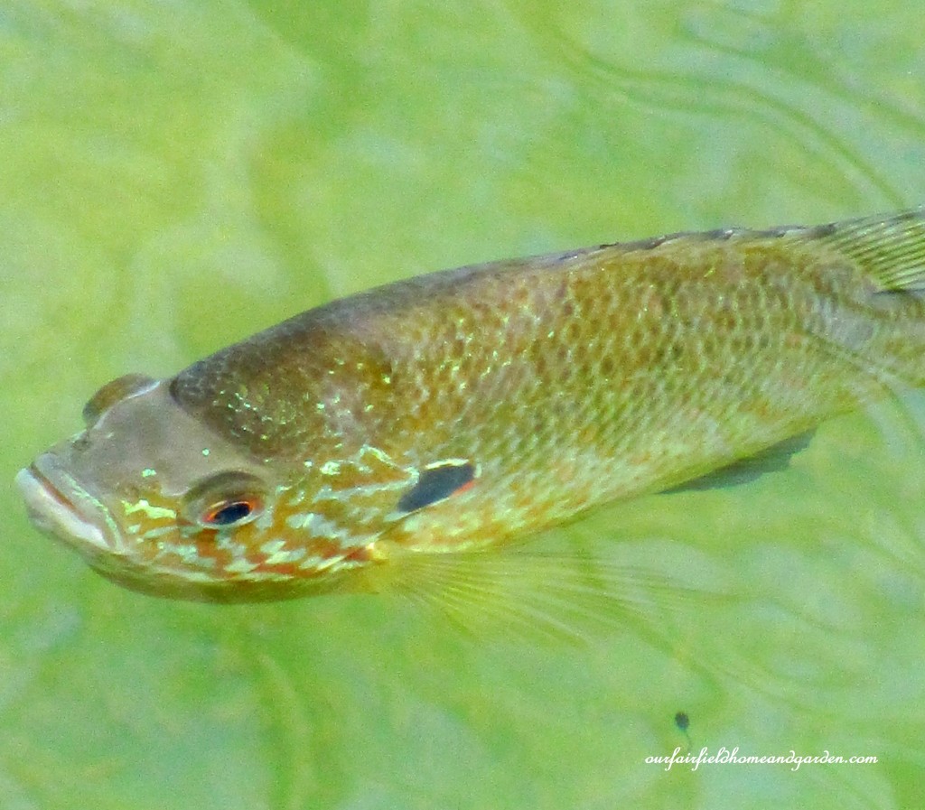 Fish & tadpoles https://ourfairfieldhomeandgarden.com/field-trip-mt-cuba-centers-10th-annual-wildflower-celebration/