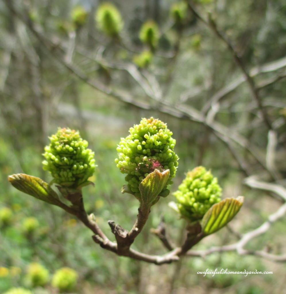 Buds https://ourfairfieldhomeandgarden.com/field-trip-mt-cuba-centers-10th-annual-wildflower-celebration/