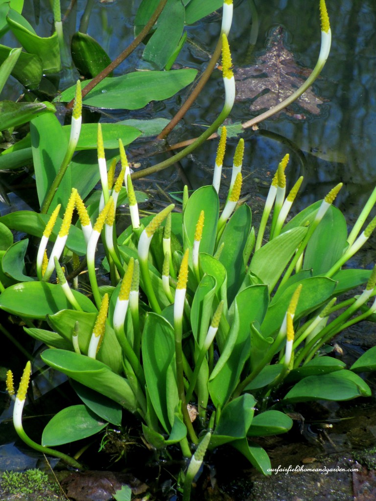 Golden Club https://ourfairfieldhomeandgarden.com/field-trip-mt-cuba-centers-10th-annual-wildflower-celebration/