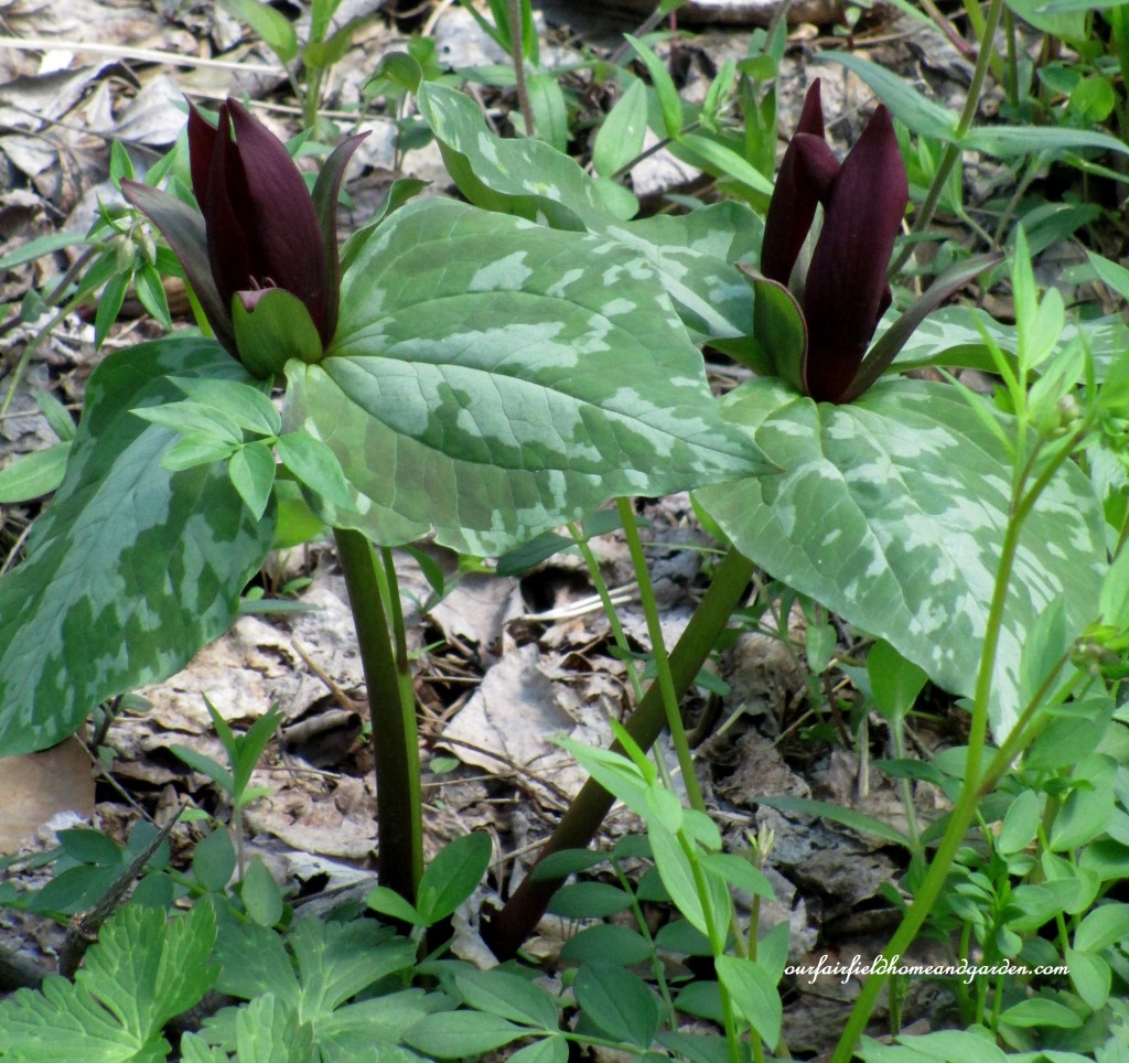 Trillium https://ourfairfieldhomeandgarden.com/field-trip-mt-cuba-centers-10th-annual-wildflower-celebration/