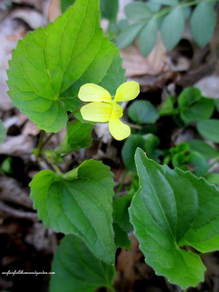 Yellow Violets https://ourfairfieldhomeandgarden.com/field-trip-mt-cuba-centers-10th-annual-wildflower-celebration/