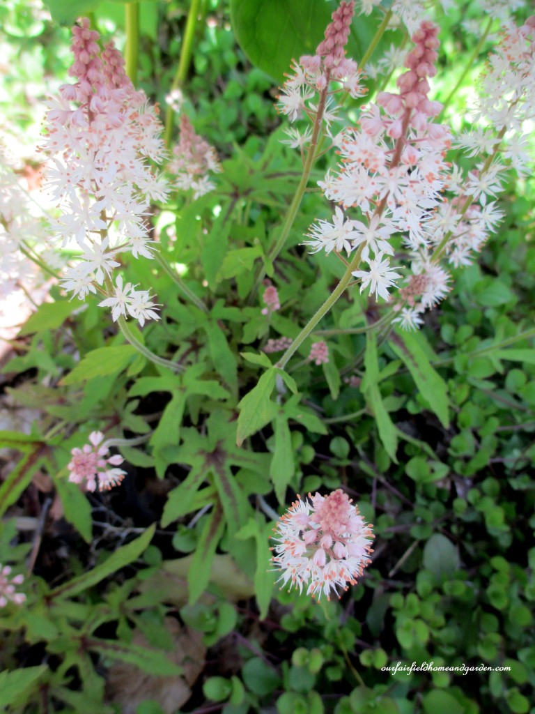 Foam Flower https://ourfairfieldhomeandgarden.com/field-trip-mt-cuba-centers-10th-annual-wildflower-celebration/