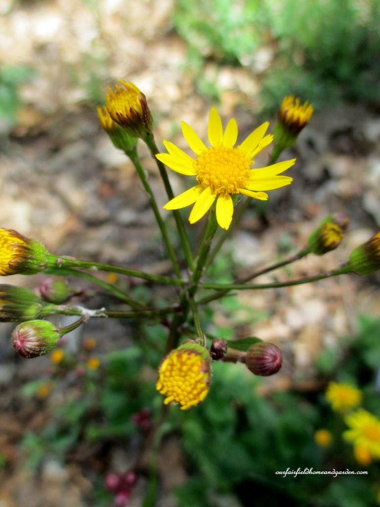 Golden Ragwort https://ourfairfieldhomeandgarden.com/field-trip-mt-cuba-centers-10th-annual-wildflower-celebration/