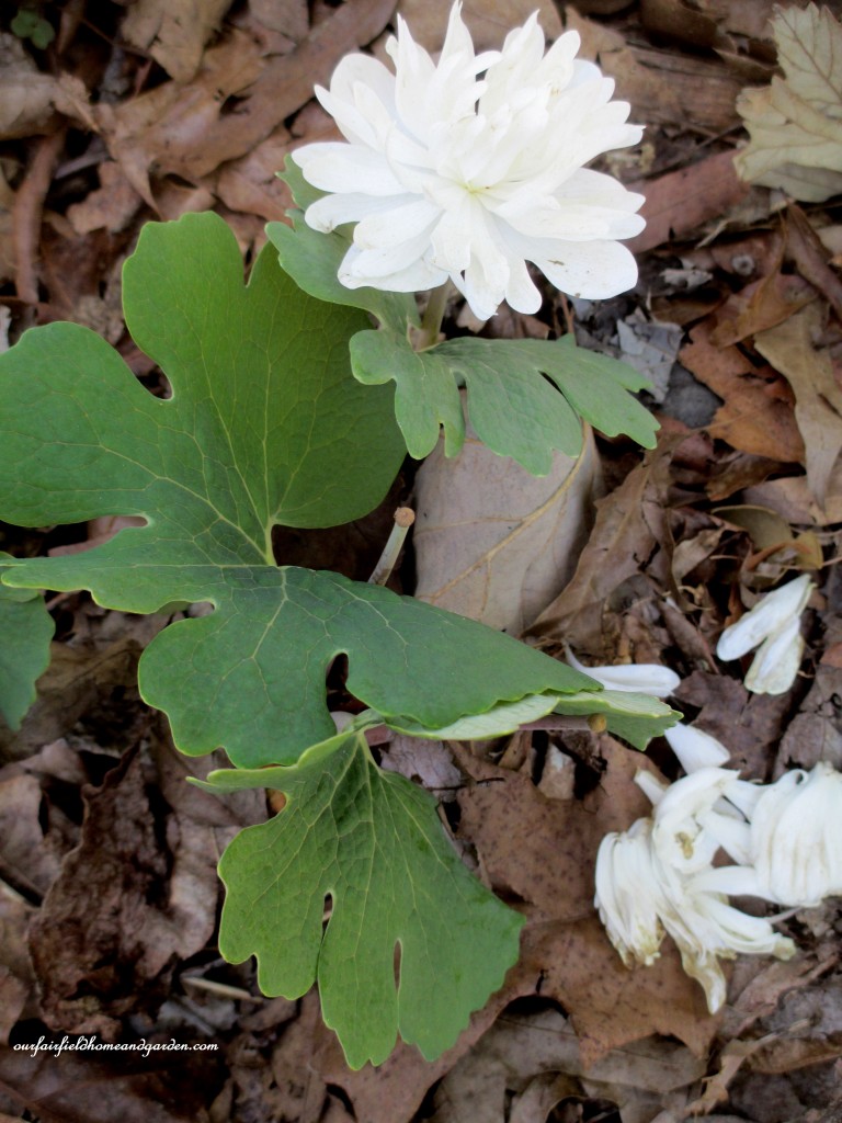 Double Bloodroot https://ourfairfieldhomeandgarden.com/field-trip-mt-cuba-centers-10th-annual-wildflower-celebration/