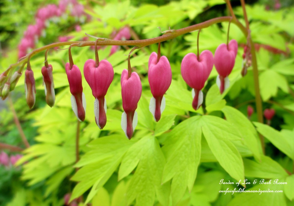 Dicentra https://ourfairfieldhomeandgarden.com/bleeding-heart-for-your-spring-garden/