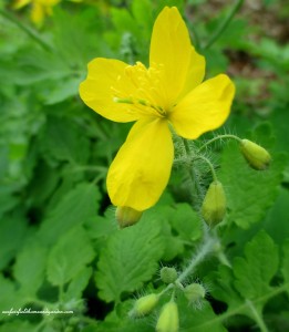 Wood Poppy https://ourfairfieldhomeandgarden.com/field-trip-mt-cuba-centers-10th-annual-wildflower-celebration/