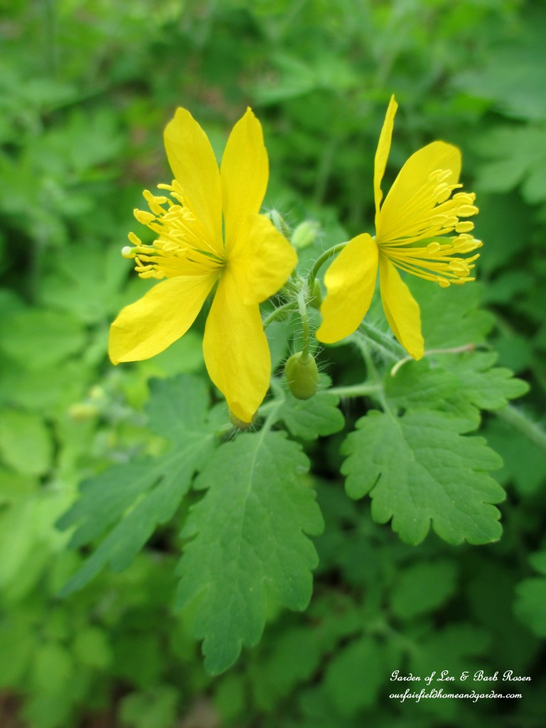 Wood Poppy