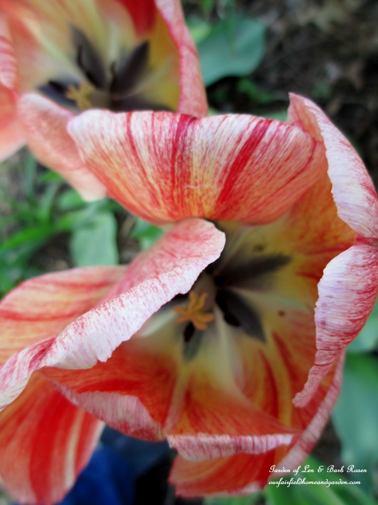 Tulip