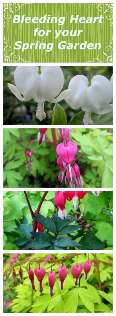 Bleeding Hearts https://ourfairfieldhomeandgarden.com/bleeding-heart-for-your-spring-garden/